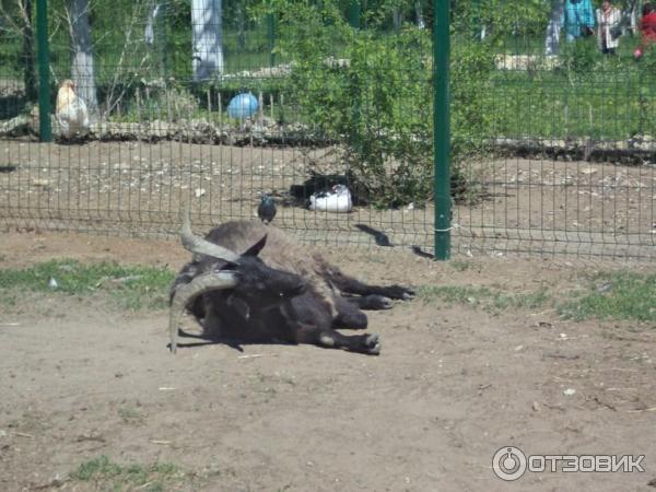 Парк культуры и отдыха имени Комсомольцев-добровольцев (Россия, Камышин) фото