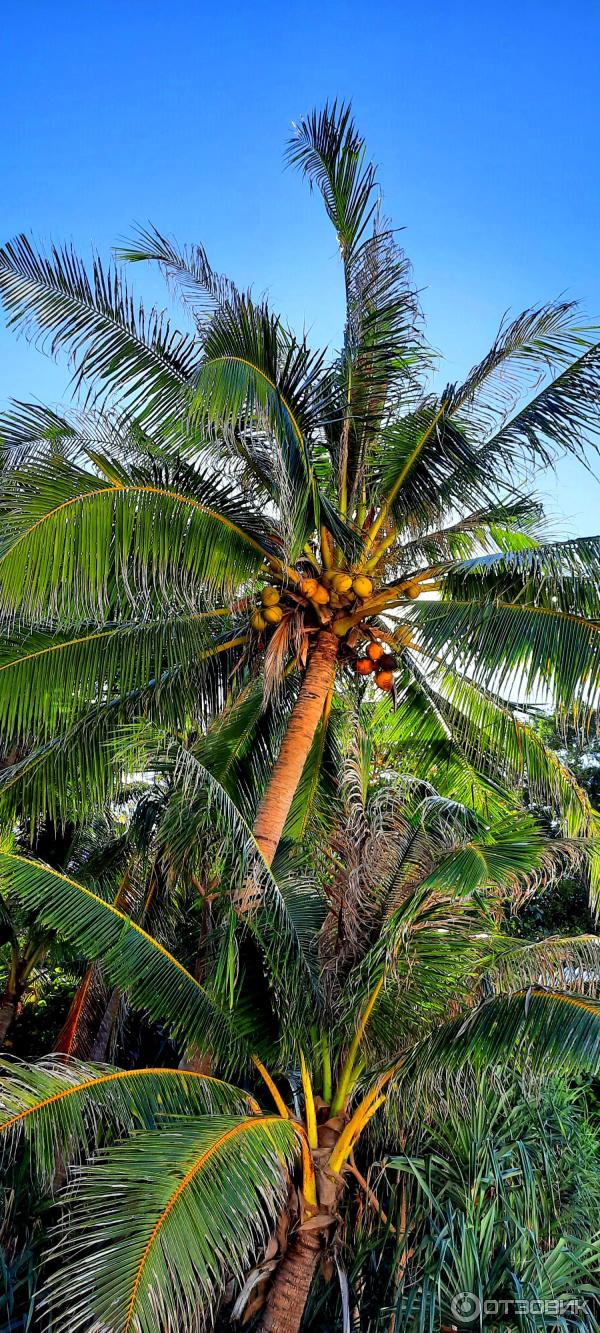 Экскурсия на острова Coral Island и Raya (Таиланд, Пхукет) фото