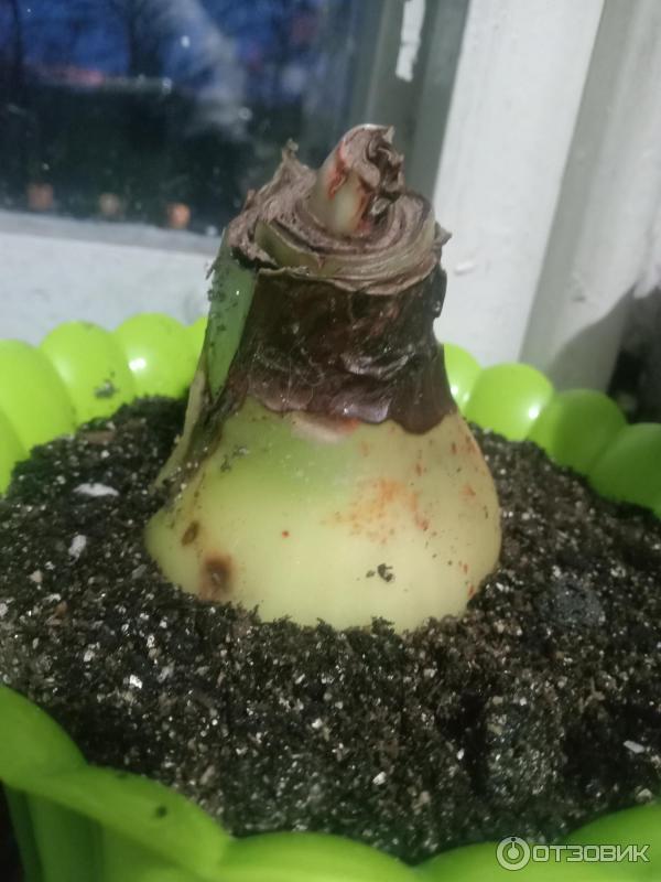 Dolinasad.by - садовый интернет-магазин Долина растений фото