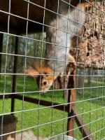 Парк отель "Звенигород" (Россия, Звенигород) фото