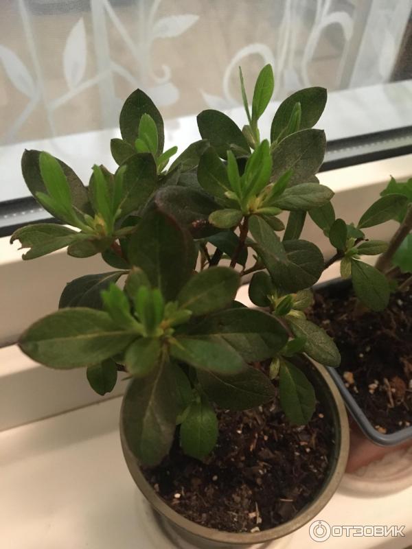 Dolinasad.by - садовый интернет-магазин Долина растений фото