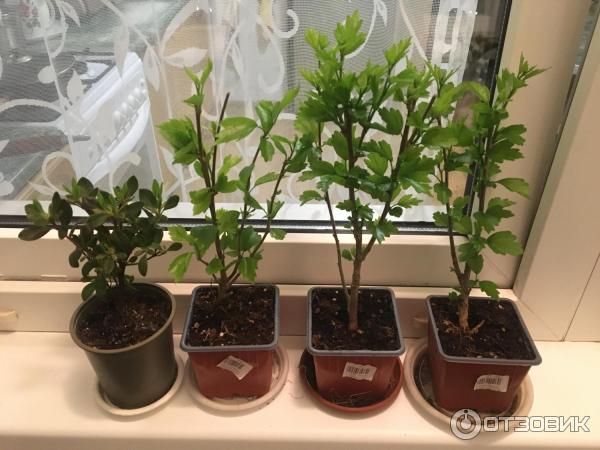 Dolinasad.by - садовый интернет-магазин Долина растений фото