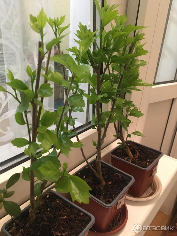 Dolinasad.by - садовый интернет-магазин Долина растений фото