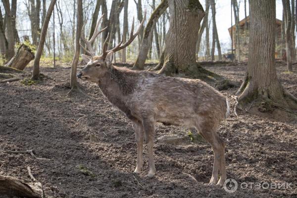 Олени в зоопарке Царьград