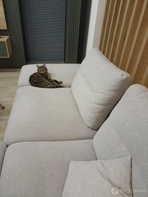 Кошка на диване