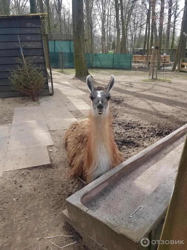 Tierpark Herford (Германия, Херфорд) фото