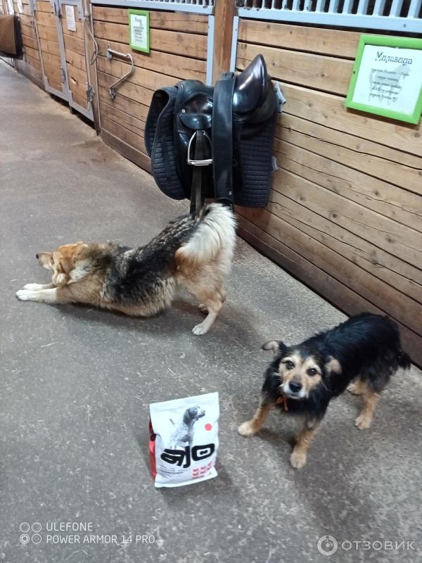 Сухой полнорационный корм для взрослых собак средних пород AJO Dog Medium Adult с гречкой фото