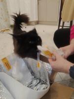 Корм для кошек Superpet фото