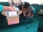 Корм для кошек Superpet фото