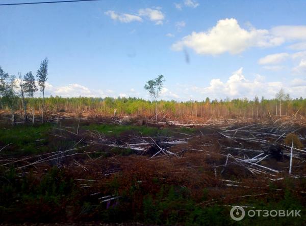 Пригородный электропоезд Керамик - Нижний Тагил фото