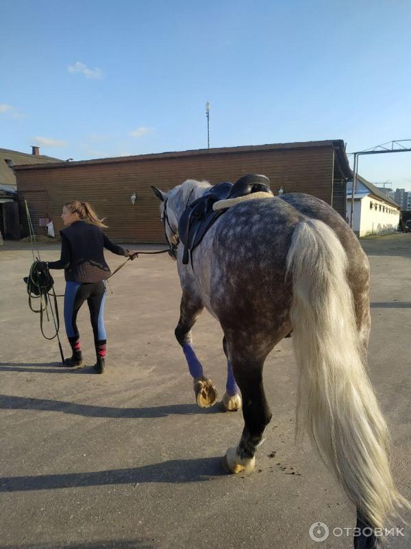 Конный клуб EQUI.HOBBY (Россия, Ромашково) фото