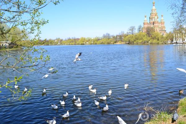 Собор Петра и Павла в Петергофе (Россия, Санкт-Петербург) фото