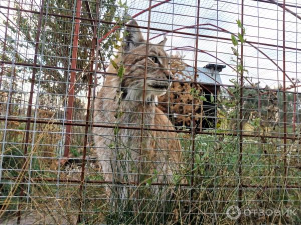 Зоопарк Епифаново Подворье (Россия, Тульская обл., Кимовский район, д. Комиссаровка) фото