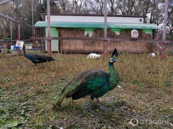 Зоопарк Епифаново Подворье (Россия, Тульская обл., Кимовский район, д. Комиссаровка) фото