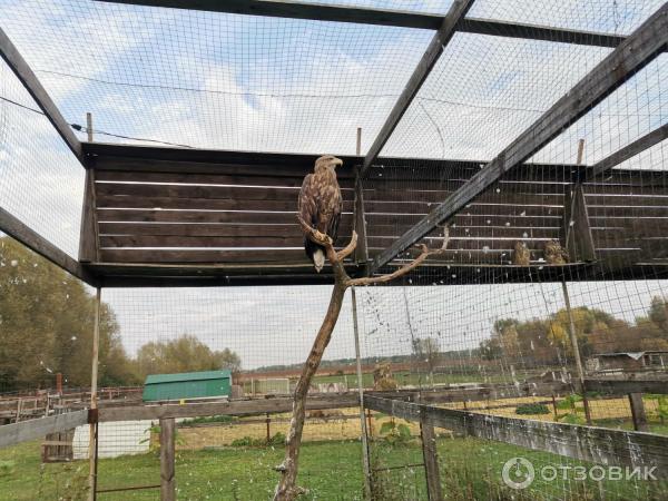 Зоопарк Епифаново Подворье (Россия, Тульская обл., Кимовский район, д. Комиссаровка) фото