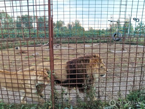 Зоопарк Епифаново Подворье (Россия, Тульская обл., Кимовский район, д. Комиссаровка) фото