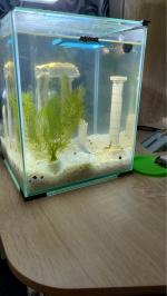 Аквариум Aquael Shrimp Set 20 Day & Night фото