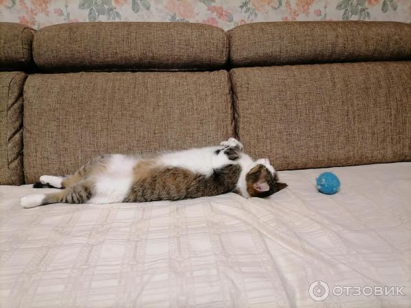 Приют для кошек Муркоша (Россия, Москва) фото