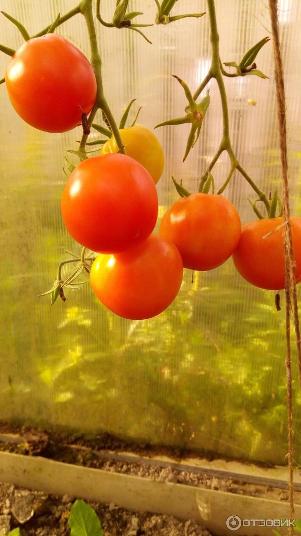 Сорт томатов интуиция отзывы. Томат интуиция f1. Томат каскадный уд отзывы фото.