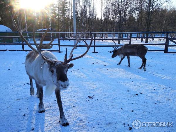 Северная сказка: где в Подмосковье покататься на упряжке оленей