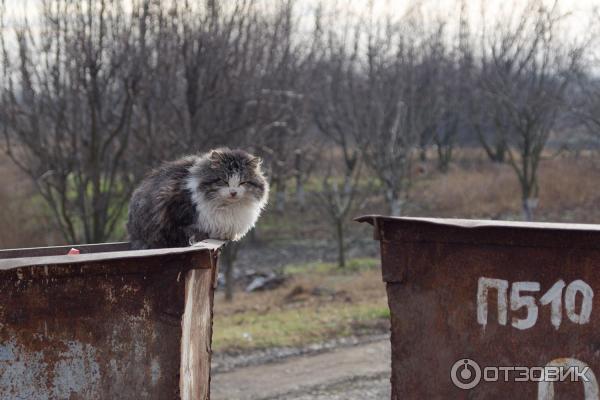 Объектив Nikon Zoom-Nikkor 35-70mm f/3.3-4.5 AI-S фото