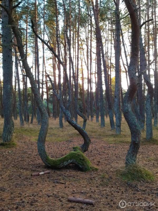 Экскурсия в пос. Морское (Россия, Куршская коса) фото