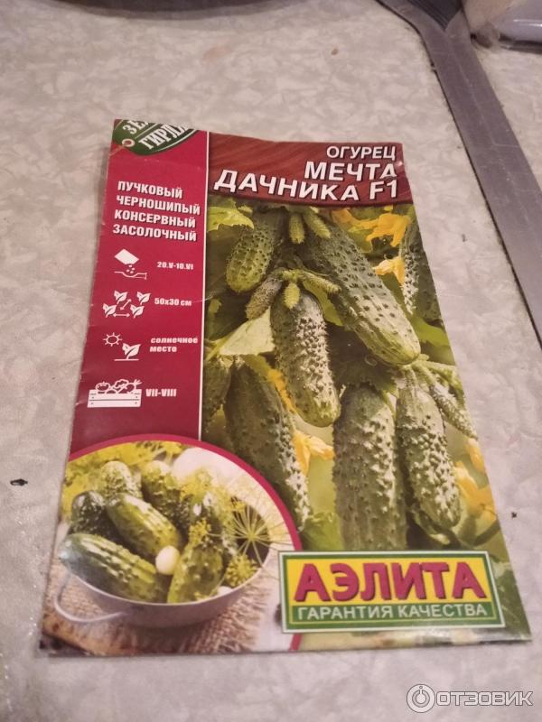 Огурцы Мечта Дачника Фото