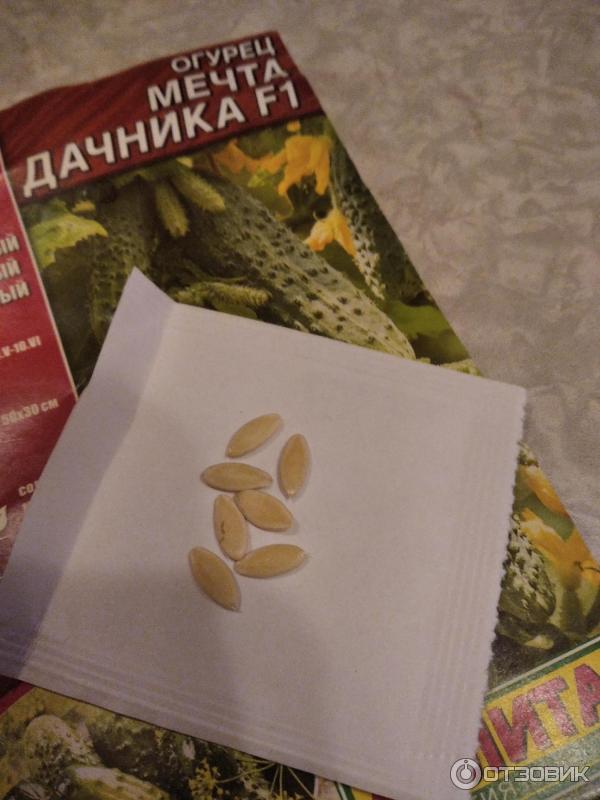 Отзыв о Семена огурца Аэлита "Мечта дачника" | отличный сорт огурчиков ...