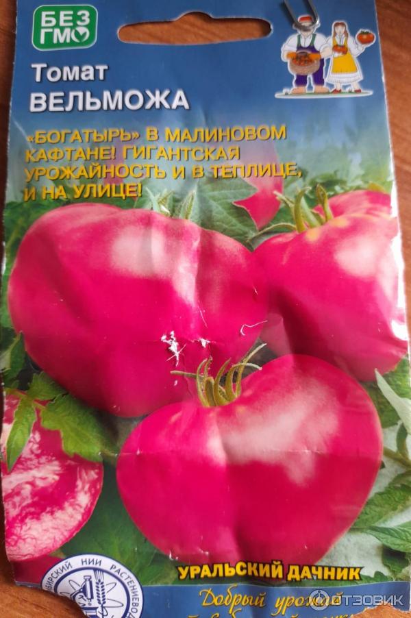Сорт томата уральский дачник
