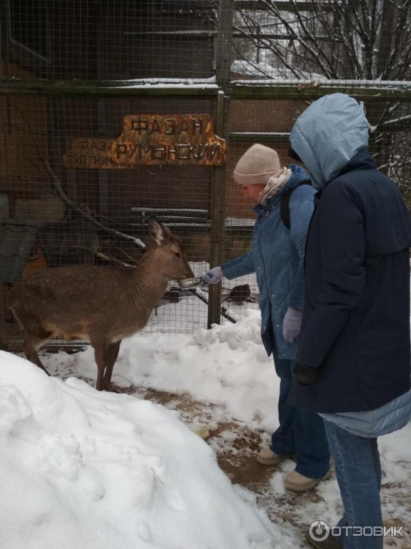 Оленья ферма в Подмосковье. Оленья ферма Deer Farm. Ферма оленей в Подмосковье. Ферма оленей Казань.