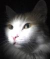 Солнечный котик
