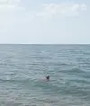 Владимир Максимо