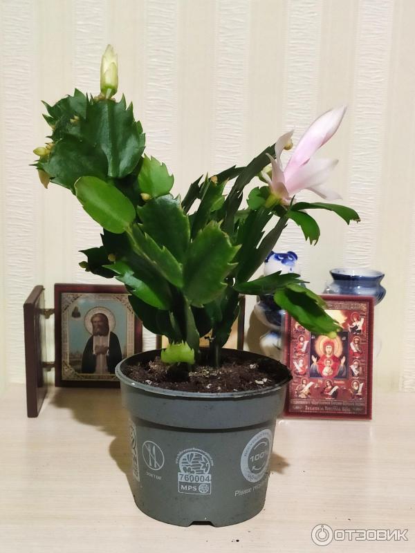 Идеи на тему "Schlumbergera / Шлюмбергера" (37) цветы, красный, оранжевый