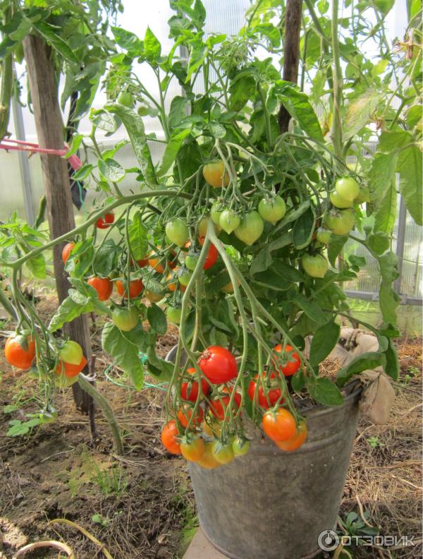 Семена томатов Фитоус ,поцелуй герани. Кисть помидор сорта поцелуй. Помидор и его семена фото. Целоваться на помидорах. Сорт томата поцелуй герани фото и описание