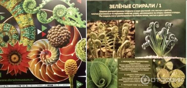 Выставочные залы Государственного Дарвиновского музея (Россия, Москва) фото