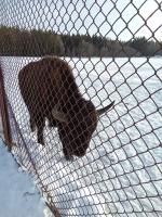 Парк семейного отдыха и экотуризма Зубровник (Россия, Токсово) фото