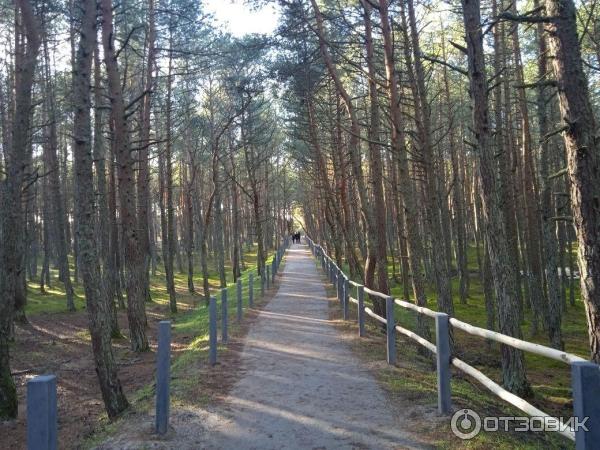 Национальный парк Куршская коса (Россия, Калининградская область) фото