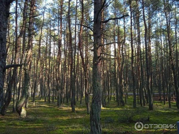 Национальный парк Куршская коса (Россия, Калининградская область) фото