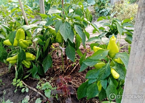 Регулятор роста растений Атлет