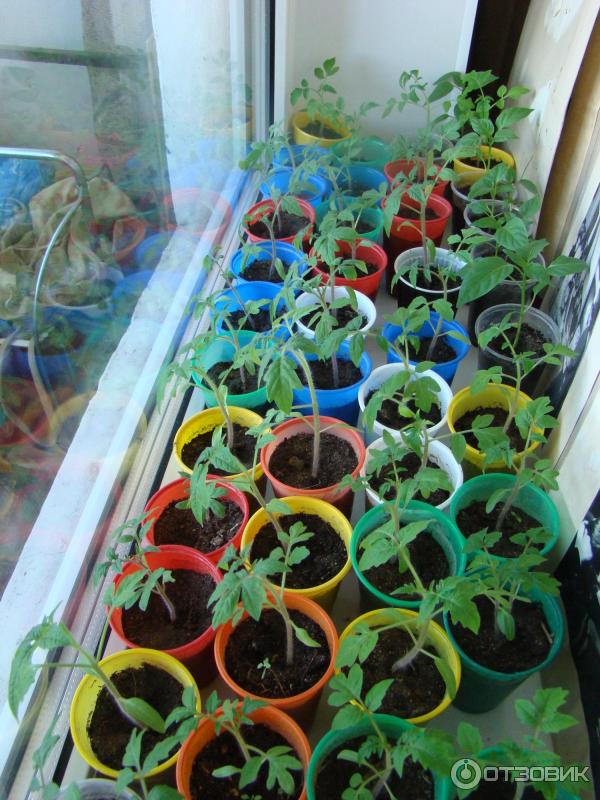 Регулятор роста растений Атлет