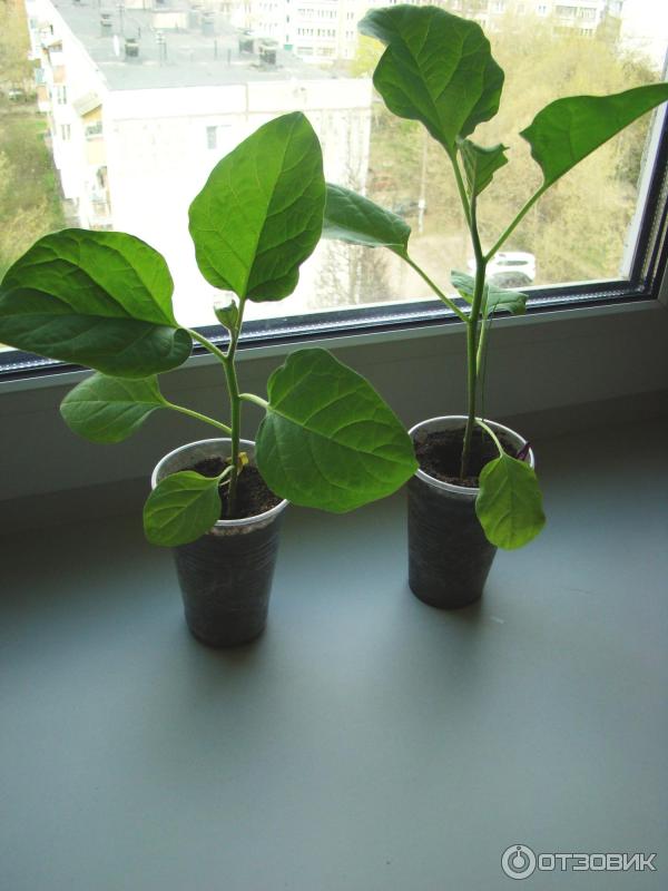 Регулятор роста растений Атлет