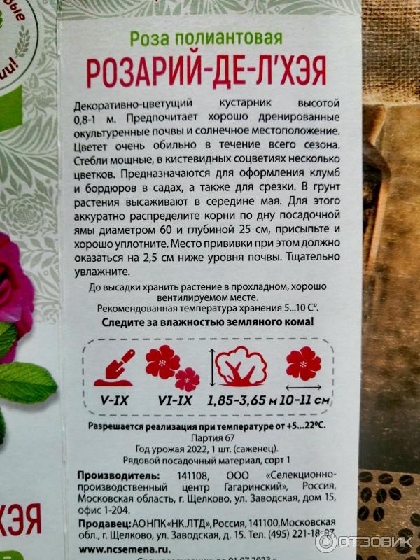 Полиантовая Роза Купить С Доставкой По России