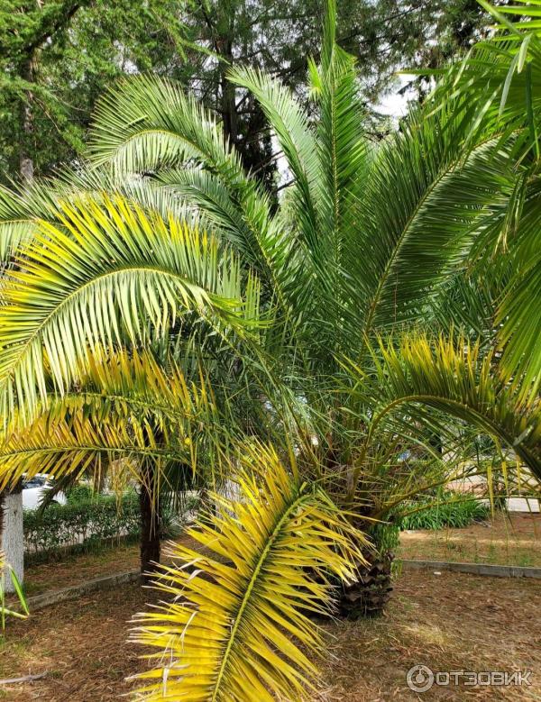 Отдых в Абхазии фото