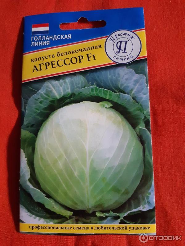 Капуста б/к Агрессор f1 Голландия. Капуста белокоч. Агрессор f1. Капуста белокочанная Агрессор f1 белокочанная. Капуста сорт Агрессор.