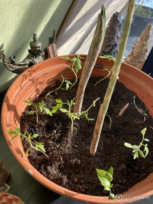 Pokojová rostlina Amorphophallus fotografie