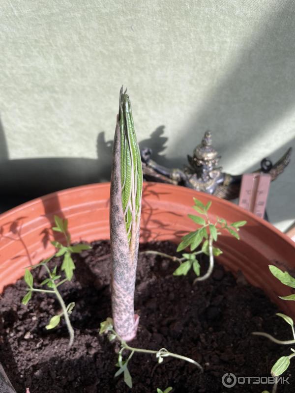 Pokojová rostlina Amorphophallus fotografie