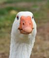 PerkyGoose