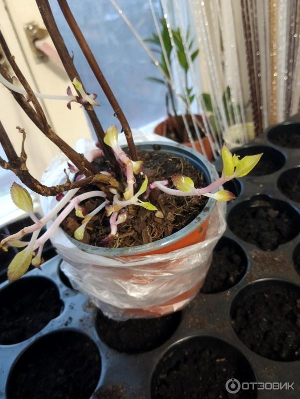 Dolinasad.by - садовый интернет-магазин Долина растений фото