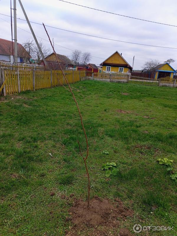Вишня Шоколадница, черешня Журба