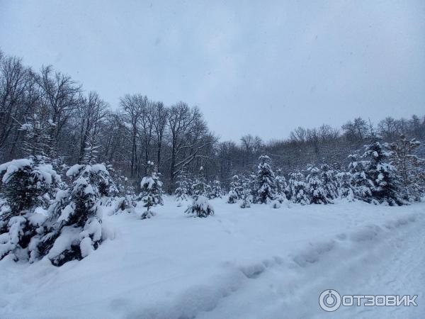 Парк лесоводов Башкортостана (Россия, Уфа) фото